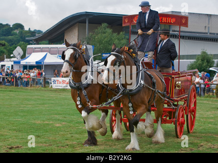 Shire cavalli a Bakewell Show Derbyshire Foto Stock