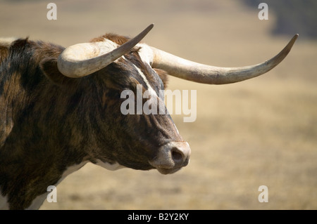 Close-up di Texas Longhorn accanto al forte storico Robinson, Nebraska Foto Stock