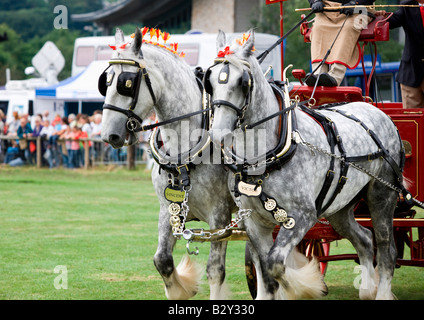 Shire cavalli a Bakewell Show Derbyshire Foto Stock