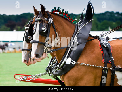 Shire cavalli a Bakewell Show Derbyshire Foto Stock