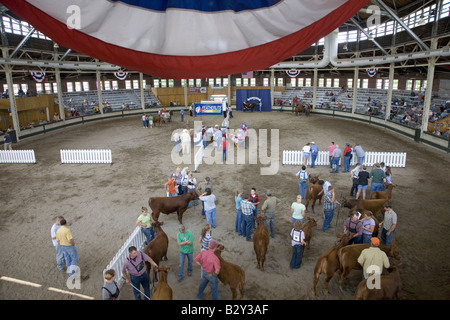 Concorso di bestiame con bandiera americana alla Iowa State Fair, Des Moines, Iowa, Agosto 2007 Foto Stock