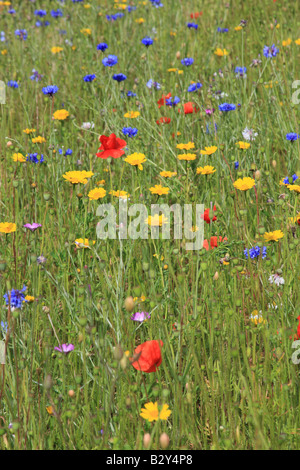 Fiore selvatico prato con papaveri mais mais MARIGOLD COCKLE ETC Foto Stock