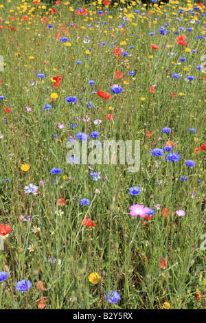 Annuale di prato di fiori selvaggi contenente fiordaliso increspatura mais mais di papavero CALENDULA ETC Foto Stock