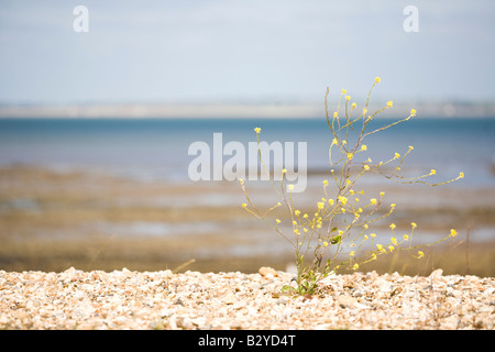 Lone pianta che cresce su una spiaggia di pietra Foto Stock
