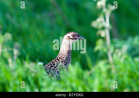 Fagiano femmina (Phasianus colchicus) nella vegetazione Foto Stock