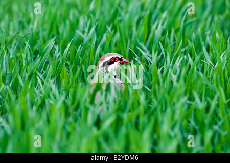 Red pernici (Alectoris rufa) nel campo Foto Stock
