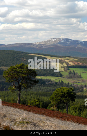 Superbe vedute aperte da una collina sul Glen Tanar Estate in Aberdeenshire nord est della Scozia Foto Stock