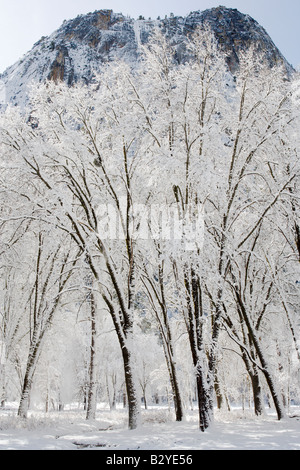 Una notte di tempesta di neve a sinistra pioppi e aspens nella Yosemite Valley ricoperta di neve Foto Stock