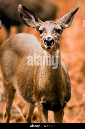 Una mandria di cervi in pausa per mangiare nelle vicinanze Northside Drive nella Yosemite Valley. Foto Stock