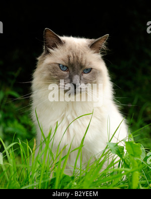 Un bellissimo gatto siamese dagli occhi blu seduto nell'erba e guardando verso la telecamera Foto Stock