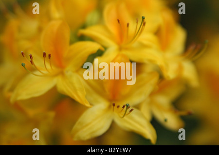 Azalea giallo fiori che fioriscono rododendri luteum Foto Stock