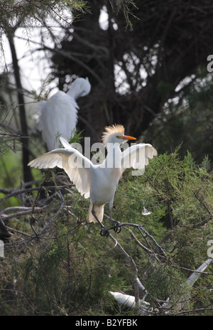 Airone guardabuoi Bubulcus ibis Camargue Francia Foto Stock