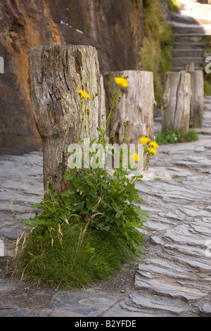 Boscastle Harbour Cornovaglia Foto Stock