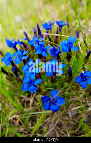 La molla la genziana (Gentiana verna) - Alpi Bernesi svizzera. Foto Stock