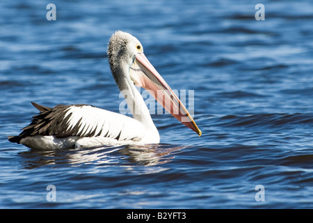 Vigile pelican nuoto sul lago Myall, NSW Foto Stock