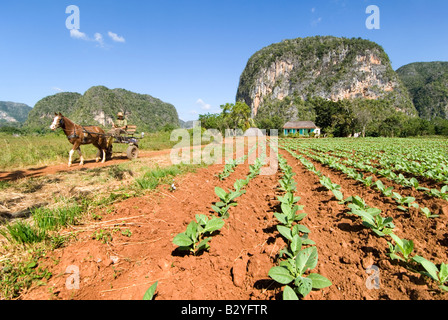 Giovani pianta di tabacco raccolto con ripide mogotes di calcare nella distanza nella valle di Viñales Cuba Foto Stock