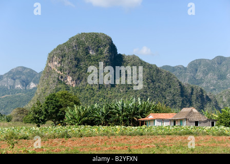 La piantagione di tabacco e ripide mogote calcare nella valle di Viñales Cuba Foto Stock