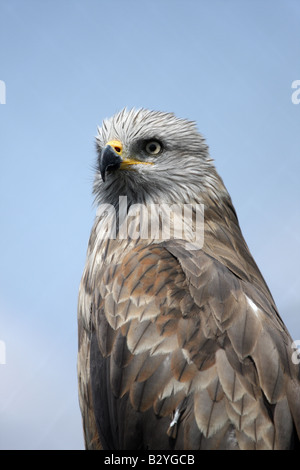 Breve toed eagle Circaetus gallicus Camargue Francia Foto Stock