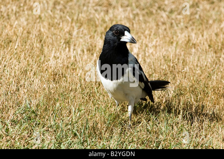 Vigile gazza australiana sulla prateria tropicale, Rockhampton, Queensland Foto Stock