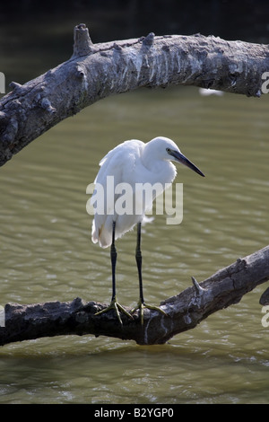 Garzetta Agretta garzetta Camargue Francia Foto Stock