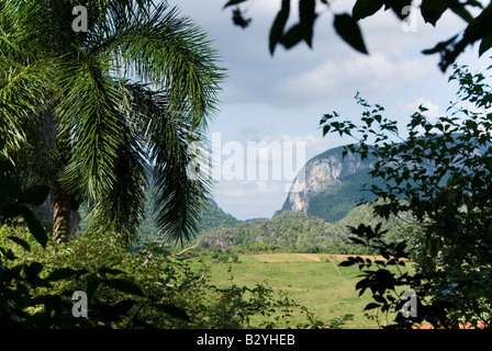 Vista sulla verde vallata verso il calcare scoscese colline mogote in Viñales Cuba Foto Stock
