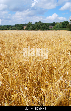 Campo di orzo in estate, Suffolk, Inghilterra, Regno Unito Foto Stock