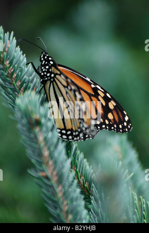 Farfalla monarca (Danaus plexippus) Foto Stock
