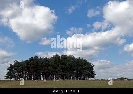 Amici ammassarsi - un famoso gruppo di alberi di Ashdown Forest, Sussex, la foresta dove Winnie the Pooh giocato in AA Milne libri Foto Stock