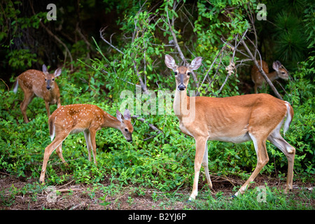 Un white-tailed deer e tre cerbiatti feed su blackberry di boccole in Bella Vista, arca. U.S.A. Foto Stock