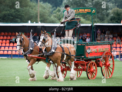 Shire cavalli a Bakewell Show Derbyshire Foto Stock