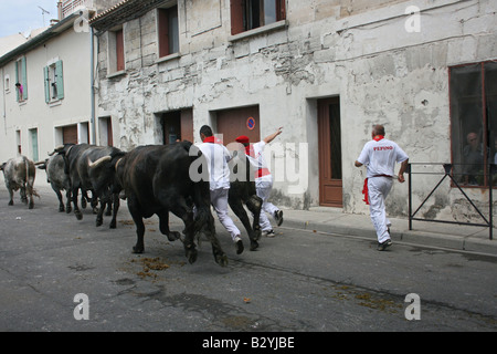 Fete de la Madeleine Beaucaire Gard Francia.Gli Uomini in città a caccia di vacche 85179 Beaucaire formato orizzontale Foto Stock