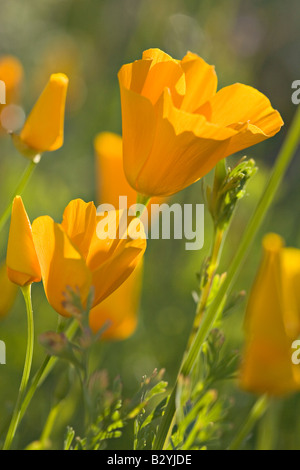 Mexican Gold papaveri, Eschscholtzia mexicana, vicino Lago Pleasant, Arizona Foto Stock