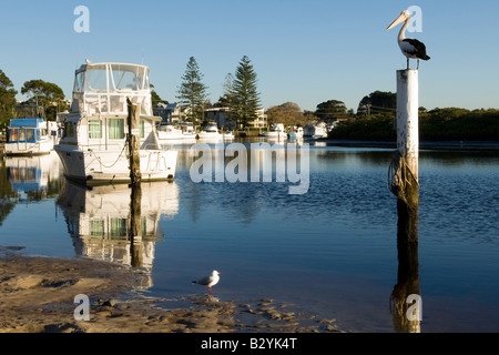 La mattina presto riflessioni sul fiume Myall NSW Foto Stock
