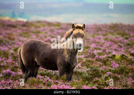 Exmoor Pony pascolano in fioritura heather in estate Dunkery Collina Parco Nazionale di Exmoor Somerset Inghilterra Foto Stock