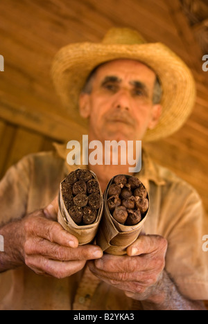 Focus sul fascio di arrotolate a mano i sigari cubani fatta in casa e per la vendita di tabacco locale agricoltore Viñales Cuba Foto Stock