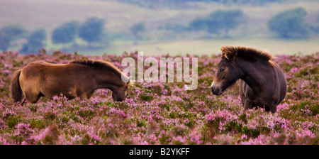 Exmoor pony pascolano in fioritura heather in estate Dunkery Collina Parco Nazionale di Exmoor Somerset Inghilterra Foto Stock