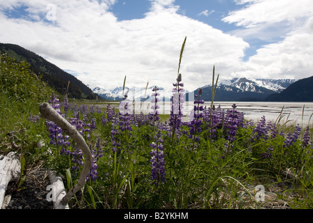 Fiori sul tidal flats in braccio Turnagain, cuochi ingresso, Alaska. Foto Stock