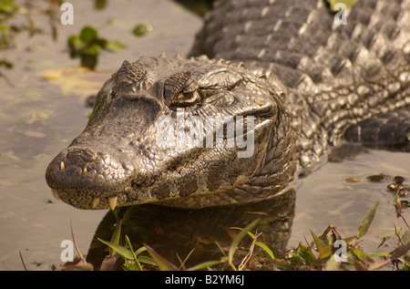 Yacare Esteros del Ibera Corrientes Argentina Foto Stock