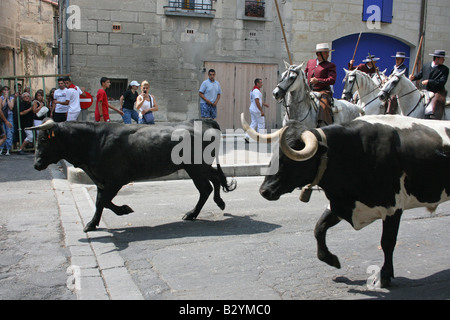 Fete de la Madeleine Beaucaire Gard Francia.Gli uomini cavalcare in città a caccia di vacche 85167 Beaucaire formato orizzontale Foto Stock