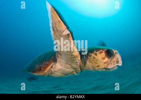 Un maschio per tartarughe marine caretta caretta nuota accanto al Breakers Reef in Palm Beach FL Foto Stock