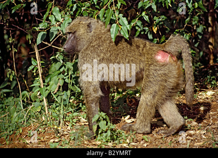 Babbuino (Papio hamadryas) Monte Kenya Parco Nazionale del Kenya centrale Foto Stock