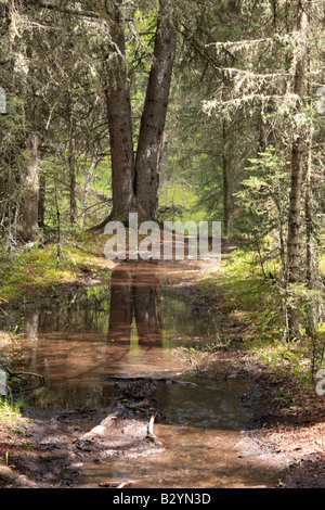 Percorsi allagati in primavera, Kananaskis Country, Alberta Foto Stock