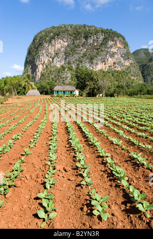 Giovani pianta di tabacco raccolto e ripide mogotes di calcare nella distanza nella valle di Viñales Cuba Foto Stock