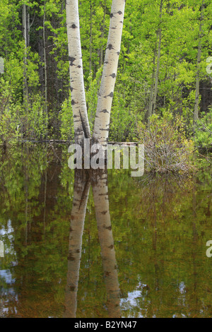 Inondati aspens vicino al torrente di Bragg, Alberta Foto Stock