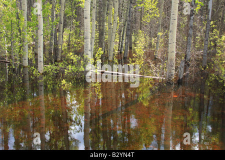 Inondati aspens vicino al torrente di Bragg, Alberta Foto Stock