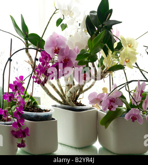 Visualizzazione delle orchidee piante in vaso Foto Stock