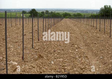 Nuovo impianto di vigna. Chateau de la Soucherie, Anjou, Loire, Francia Foto Stock