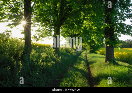 Tree-Lined Trail, Meclenburgo-Pomerania Occidentale, Germania Foto Stock