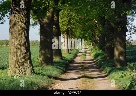 Tree-Lined Country Road, Meclenburgo-Pomerania Occidentale, Germania Foto Stock