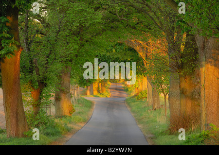 Tree-Lined Country Road, Meclenburgo-Pomerania Occidentale, Germania Foto Stock